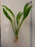Echinodorus Amazonicus 'Amazon Sword'