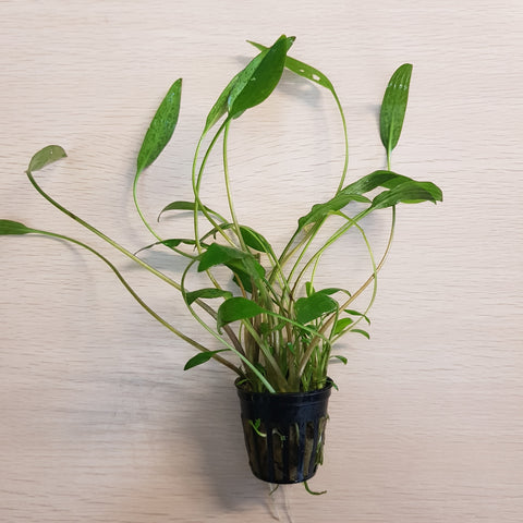 Potted Cryptocoryne - Large