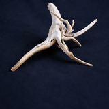 Spider wood - Medium