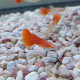 Red Albino Guppy