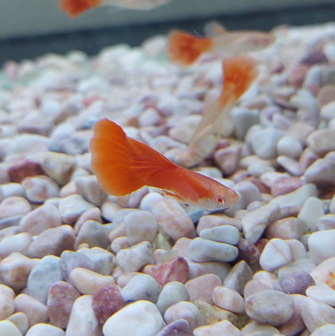 Red Albino Guppy