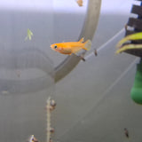 Japanese Rice Fish ( Red Stardust Medakas)