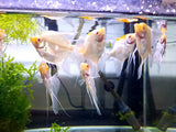Red cap Angel fish (5-7cm)