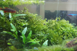Subwassertang Moss