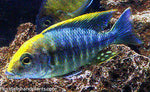 Sulphur head Peacock Cichlid