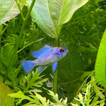 Electric Blue Ram/ Neon Ram Cichlid