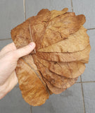 10x Indian Almond Leaves-Consumables-Sydney Aquascapes