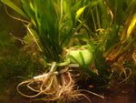 Aquarium plant submerging clip/weight