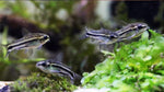 Pygmy Corydoras (Pygmy Cory)