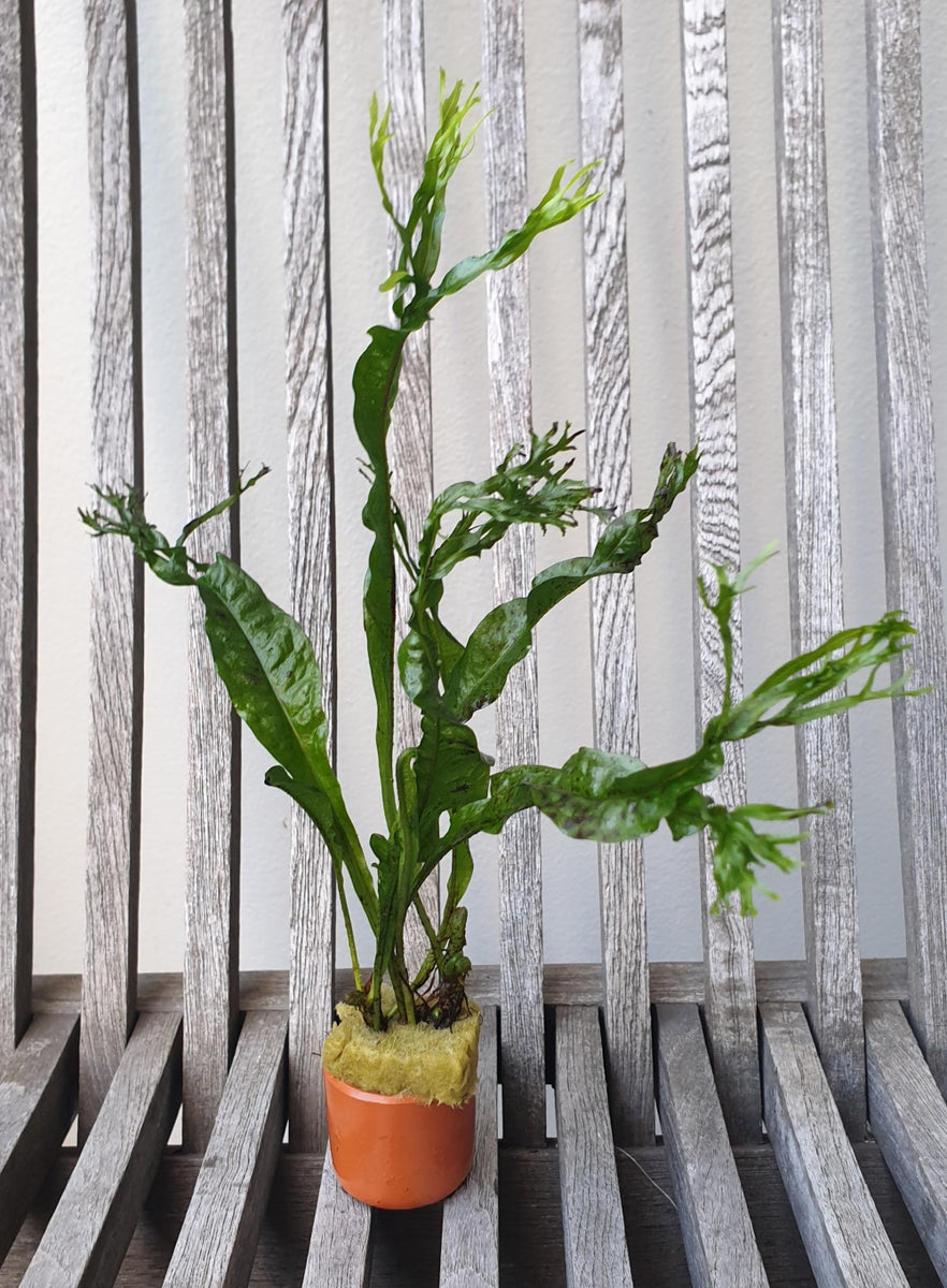 Crested Java Fern – Sydney Aquascapes