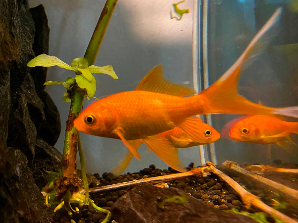 Comet Goldfish Assorted Comet Goldfish β Kiwi Petz