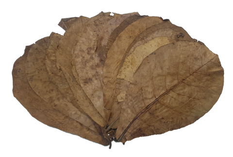 10x Indian Almond Leaves (Giant)