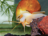 GOLD MYSTERY SNAILS - JUMBO