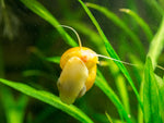 GOLD MYSTERY SNAILS - Large