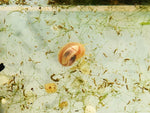 Pink Ram Horn Snail