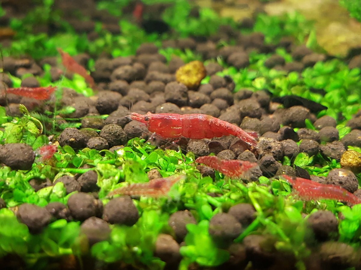 Live Red Cherry Shrimp. Great tank cleaners! – Sydney Aquascapes