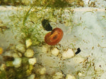 Red Ram Horn Snail