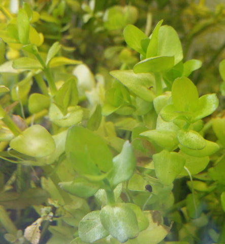Bacopa Caroliniana Bunch-Plants-Sydney Aquascapes