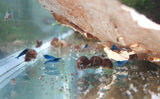 Blue Dream Shrimp (Neocaridina davidi)-Livestock-Sydney Aquascapes