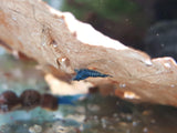 Blue Dream Shrimp (Neocaridina davidi)-Livestock-Sydney Aquascapes