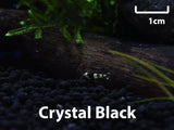 Crystal Black Shrimp (Caridina Cantonensis)-Livestock-Sydney Aquascapes