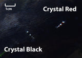 Crystal Black Shrimp (Caridina Cantonensis)-Livestock-Sydney Aquascapes