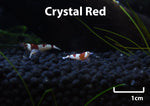 Crystal Red Shrimp (Caridina Cantonensis)-Livestock-Sydney Aquascapes
