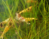 Crystal Shrimp - Low Grade (Caridina Cantonensis)-Livestock-Sydney Aquascapes
