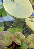 Dwarf Lily-Plants-Sydney Aquascapes