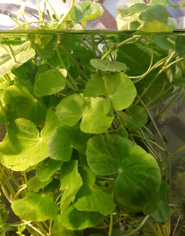 Giant Cardamine 'Brazilian Pennywort' Bunch-Plants-Sydney Aquascapes