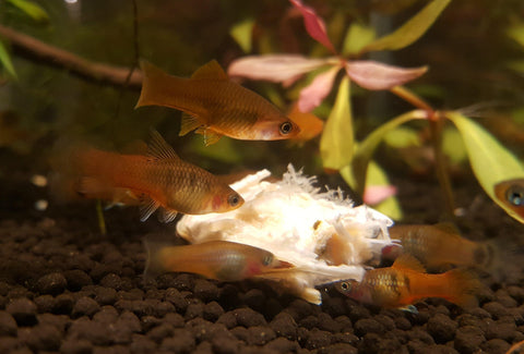 Golden Assorted Platy-Livestock-Sydney Aquascapes