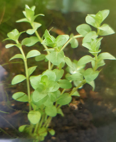 Green Rotala Bunch-Plants-Sydney Aquascapes