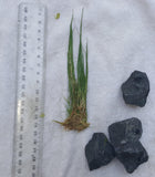 Hairgrass-Plants-Sydney Aquascapes