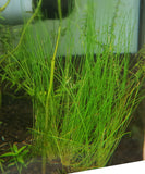 Hairgrass-Plants-Sydney Aquascapes