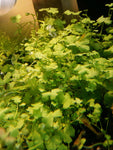 Hydrocotyle Sibthorpioides Bunch-Plants-Sydney Aquascapes