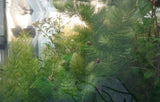 Hydrotriche Hottoniiflora-Plants-Sydney Aquascapes