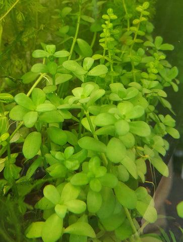 Large Baby Tears Bunch-Plants-Sydney Aquascapes