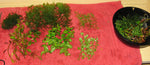 MASSIVE Plant combo 40+ plants-Plants-Sydney Aquascapes