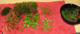 MASSIVE Plant combo 40+ plants-Plants-Sydney Aquascapes