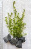 Micranthemum Micranthemoides 'Pearl Grass' Bunch-Plants-Sydney Aquascapes