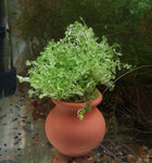 Micranthemum 'Monte Carlo'-Plants-Sydney Aquascapes