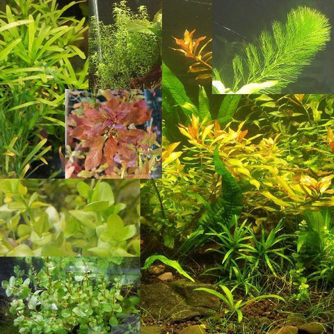 Random Value Plant Combo 15+ plants-Plants-Sydney Aquascapes
