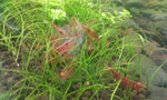 Red Cherry Shrimp (Neocaridina davidi)-Livestock-Sydney Aquascapes
