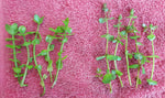 Stem Plant Combo-Plants-Sydney Aquascapes