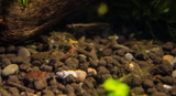 Striped Ghost Shrimp (Neocaridina davidi)-Livestock-Sydney Aquascapes