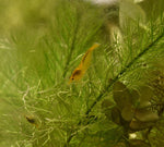 Yellow Shrimp (Neocaridina davidi)-Livestock-Sydney Aquascapes